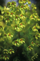 Euphorbia, Spurge, Euphorbia martinii.