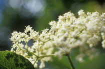 Elder, Sambucus nigra.