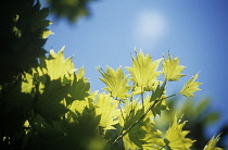 Japanese Maple, Acer japonicum 'Vitifolium'.