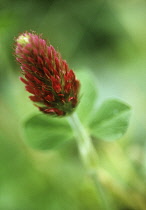 Clover, Italian clover, Trifolium incarnatum.