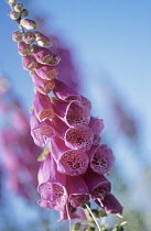 Foxglove, Digitalis purpurea.