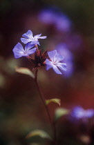 Plumbago, Ceratostigma plumbaginoides.