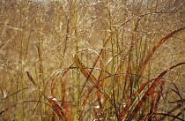 Switchgrass, Panicum virgatum 'Rehbraun'.