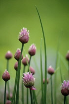 Chive, Allium schoenoprasum.