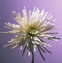Chrysanthemum.