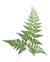 Fern.