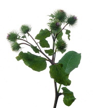 Studio shot of thistle-like flowers of Arctium lappa, Greater burdock, on a leafy syem against a white background.