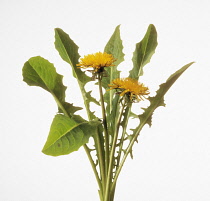 Dandelion, Taraxacum officinale.