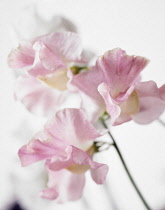 Sweetpea, Lathyrus odoratus.