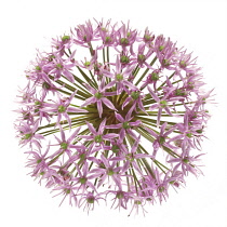 Allium.