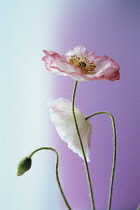 Poppy, Shirley poppy, Papaver rhoeas Shirley series.