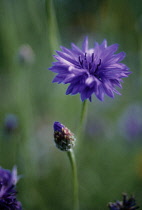 Cornflower, Centaurea cyanus.