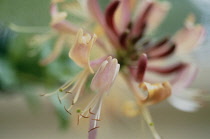 Honeysuckle, Lonicera periclymenum.