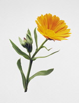 Marigold, Calendula officinalis.