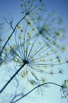 Dill, Anethum graveolens.