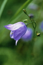 Harebell, Campanula rotundifolia.