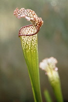 Pitcherplant, Sarracenia leucophylla.