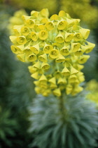 Euphorbia, Spurge, Euphorbia characias.