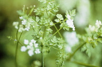 Chervil, Anthriscus cerefolium.