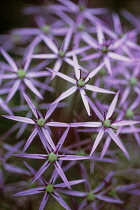 Allium, Allium cristophii.
