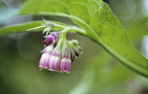 Comfrey, Symphytum officinale.