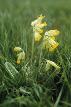 Cowslip, Primula veris.