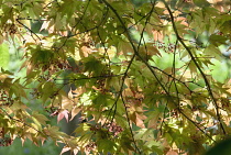 Japanese Maple, Acer.