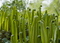 Fern, Hart's tongue fern, Asplenium scolopendrium.