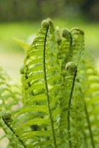 Fern, Ostrich fern, Shuttlecock fern, Matteuccia struthiopteris.