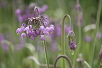 Allium, Allium cernuum.