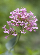 Valerian, Red valerian, Centranthus ruber.