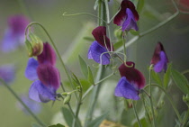 Sweetpea, Lathyrus odoratus 'Matucana'.