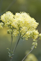 Meadow rue, Dusty Meadow Rue, Thalictrum speciosissimum.