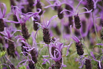 Lavender, Lavandula stoechas 'Papillon'.