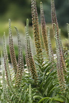 Spanish foxglove, Digitalis parviflora.