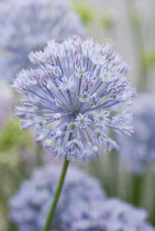 Allium, Blue Allium, Allium caesium.