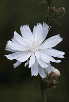 Chicory, Cichorium intybus f album.