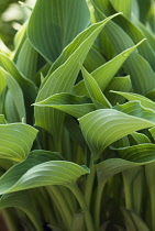 Hosta.
