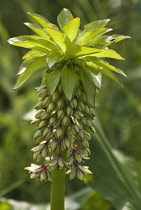 Pineapple flower, Eucomis pallidiflora.