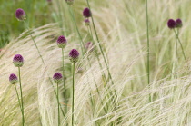 Allium, Allium sphaerocephalon.