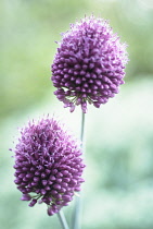 Allium, Allium sphaerocephalon.