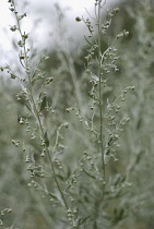 Wormwood, Artemisia absinthium.