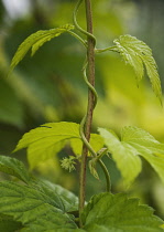 Hop, Humulus lupulus.