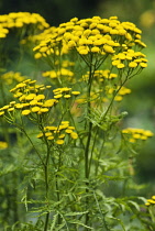 Tansy, Tanacetum vulgare.