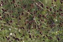 Great Burnet, Sanguisorba officinalis.