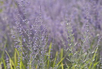 Russian sage, Perovskia 'Blue Spire'.