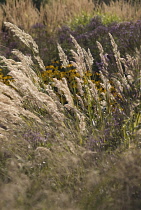 Korean Feather Reed Grass, Calamagrostis brachytricha.