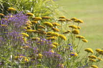 Yarrow, Achillea filipendulina 'Gold Plate'.