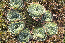 Houseleek, Sempervivum.