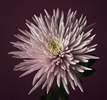 Chrysanthemum, Dendranthema.